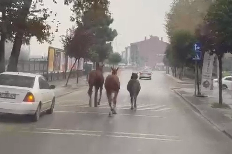  Düzce’nin Camikebir Mahallesi Rıhtım Caddesi’nde sabah saatlerinde başıboş gezen