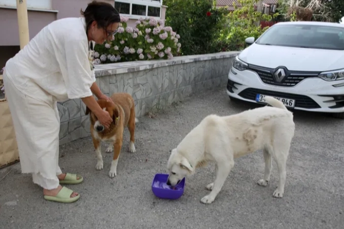  Edirne'de Keşan Hayvan Koruma Derneği (KEHAY-KO), ekonomik zorluklar nedeniyle