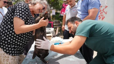 İstanbul'da Maltepe Belediyesi, sokak hayvanlarının sağlık ve yaşam koşullarını
