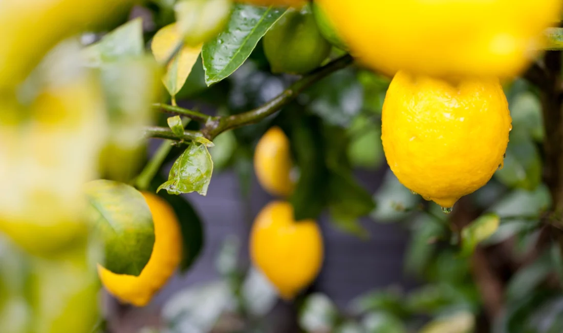  Çorbalardan salatalara, yemeklerden bitkisel çaylara lezzet katan limon Türkiye’nin
