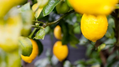  Çorbalardan salatalara, yemeklerden bitkisel çaylara lezzet katan limon Türkiye’nin